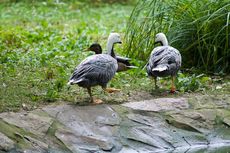 Kaisergans (7 von 8).jpg